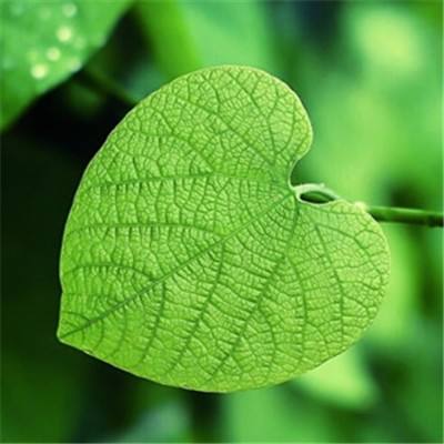 大发黄金版app下载